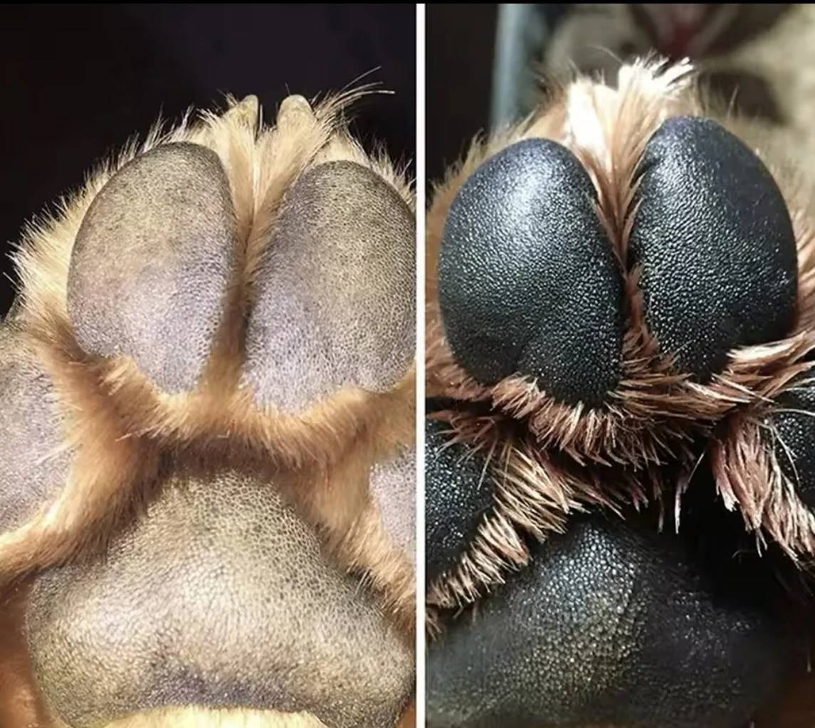 Tassuvaha Eelhoe Paw Resque - Image 3